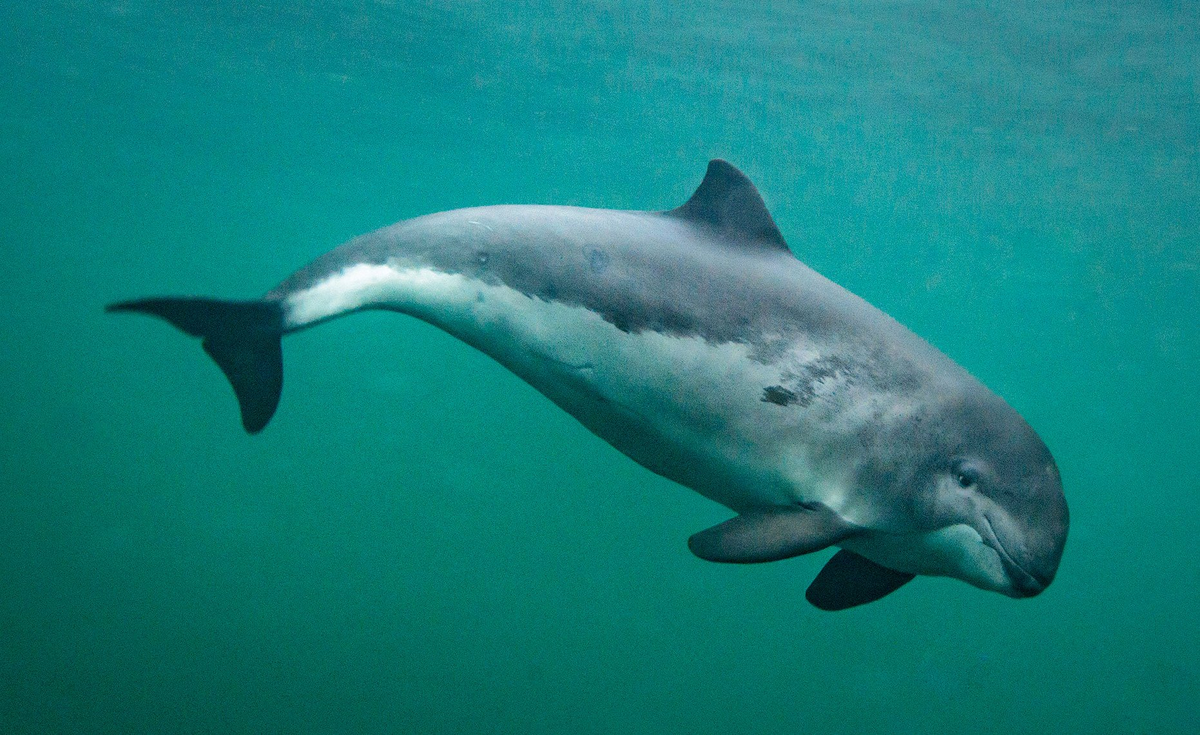 Azovka: Tiny “dolphins” of the Black Sea. For some reason, no one knows about them - Guinea pig, Black Sea, Marine life, Animals, Wild animals, Yandex Zen, Yandex Zen (link), Longpost, Cetaceans