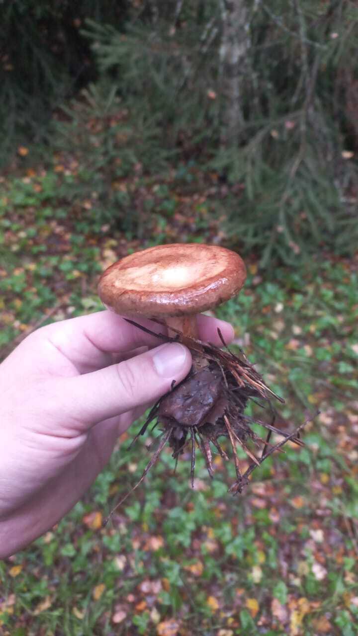 Tell me what kind of mushrooms - Question, Ask Peekaboo, Longpost, Need advice