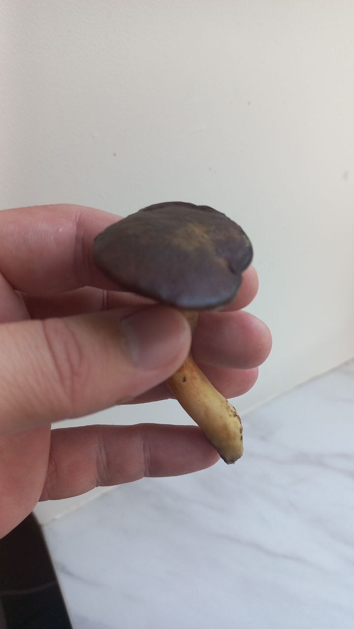 Tell me what kind of mushrooms - Question, Ask Peekaboo, Longpost, Need advice