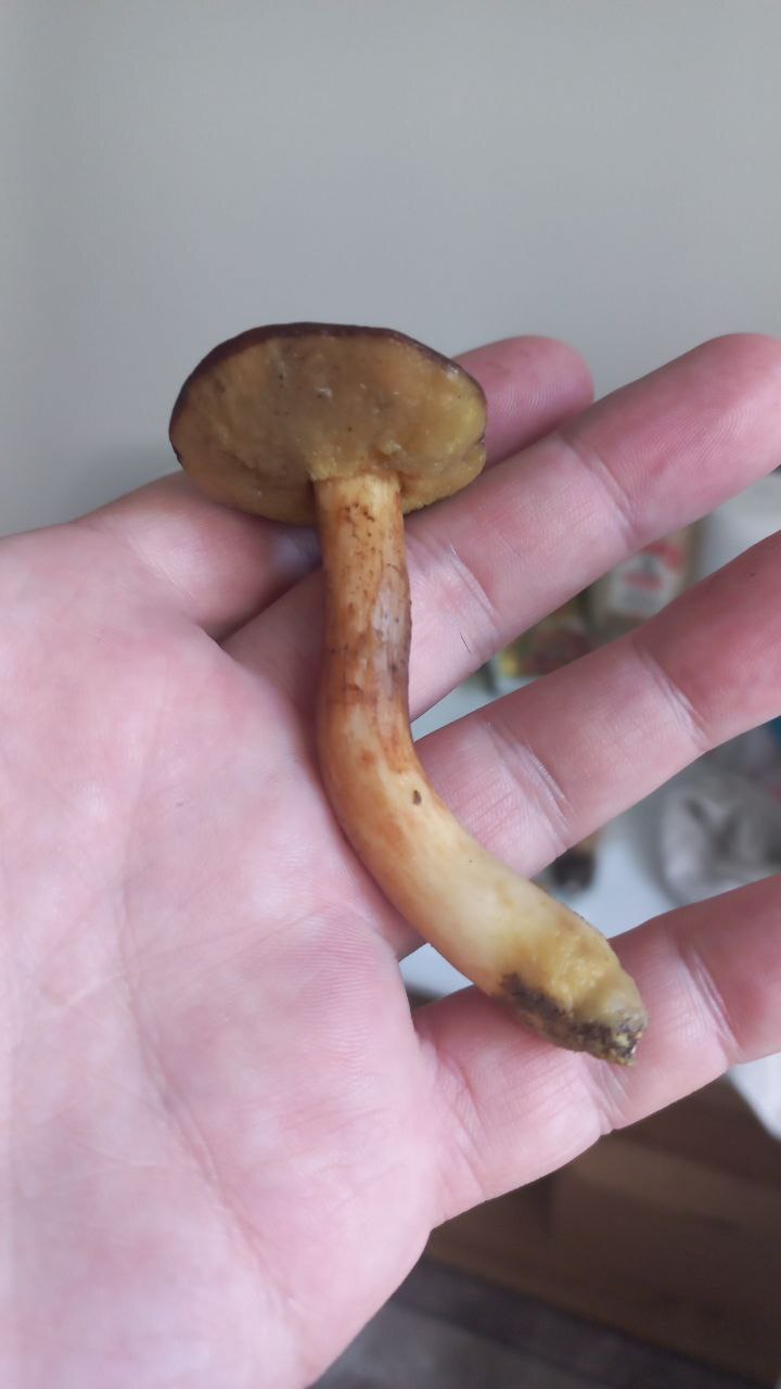 Tell me what kind of mushrooms - Question, Ask Peekaboo, Longpost, Need advice