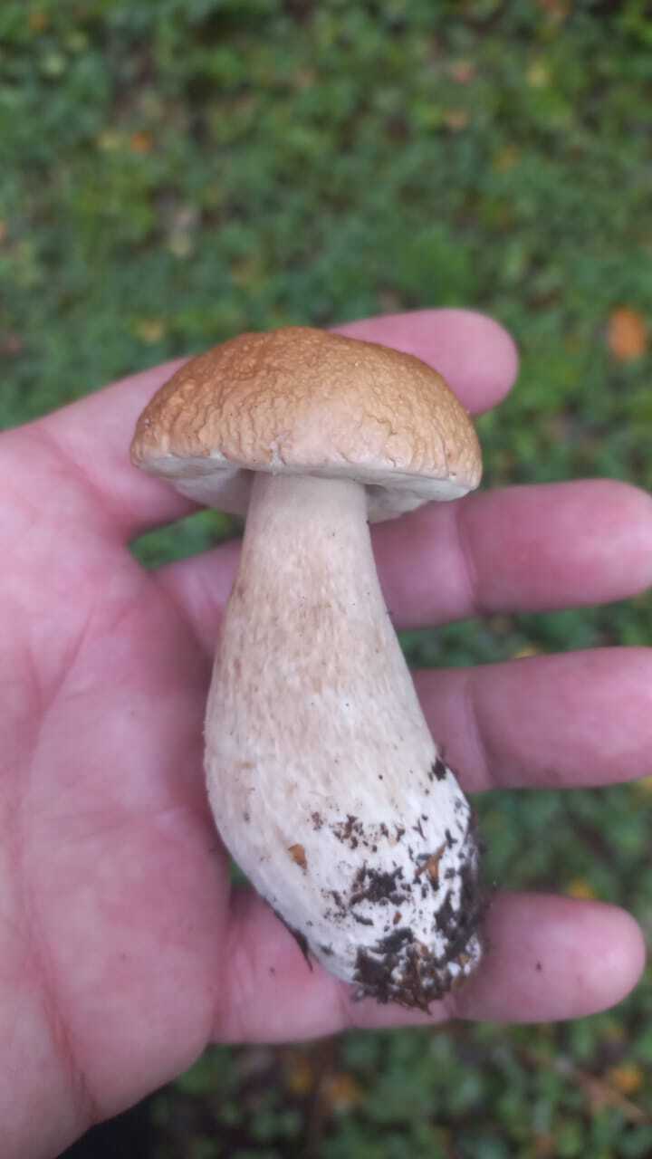 Tell me what kind of mushrooms - Question, Ask Peekaboo, Longpost, Need advice