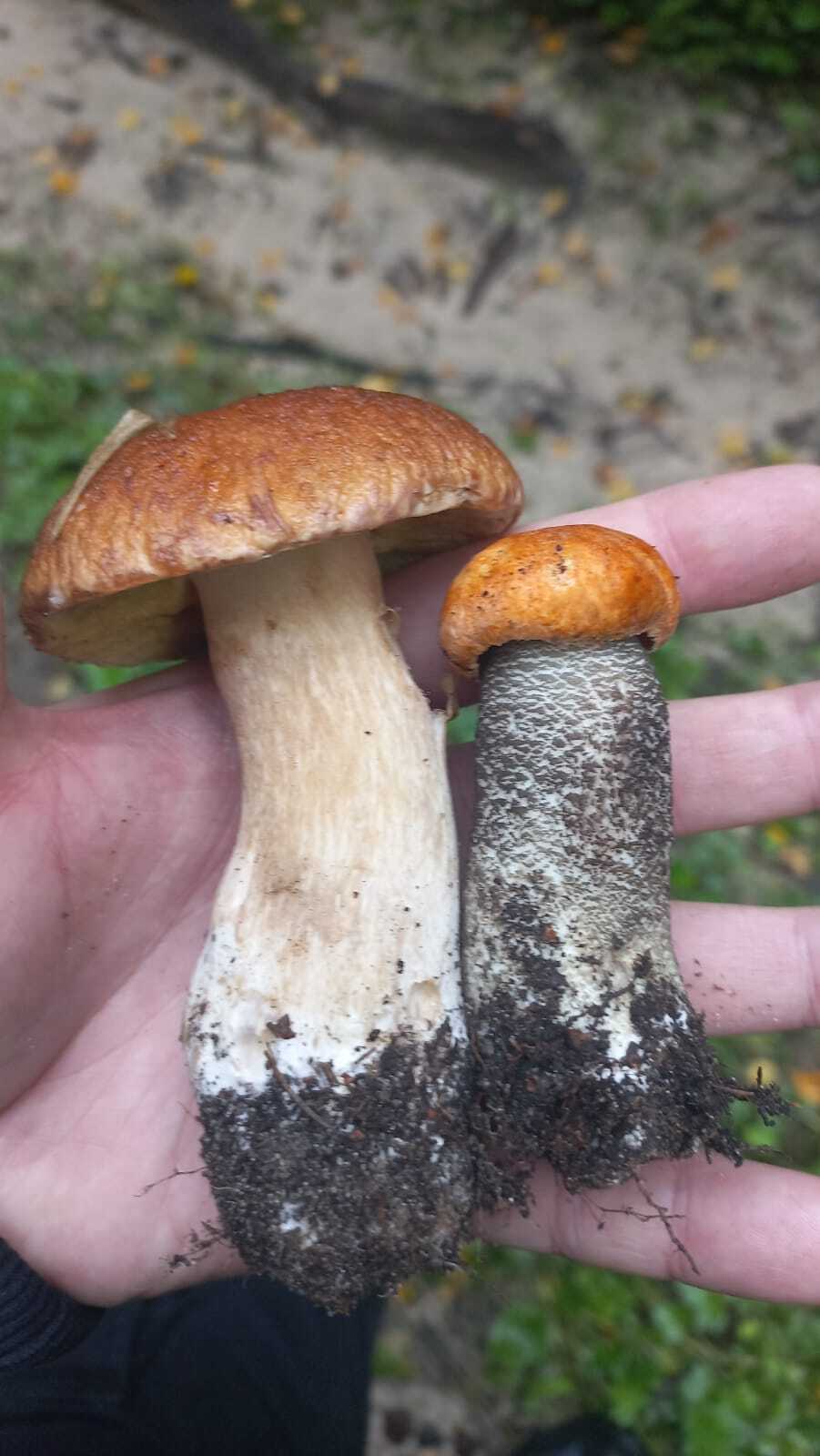 Tell me what kind of mushrooms - Question, Ask Peekaboo, Longpost, Need advice