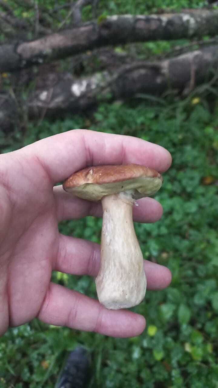 Tell me what kind of mushrooms - Question, Ask Peekaboo, Longpost, Need advice