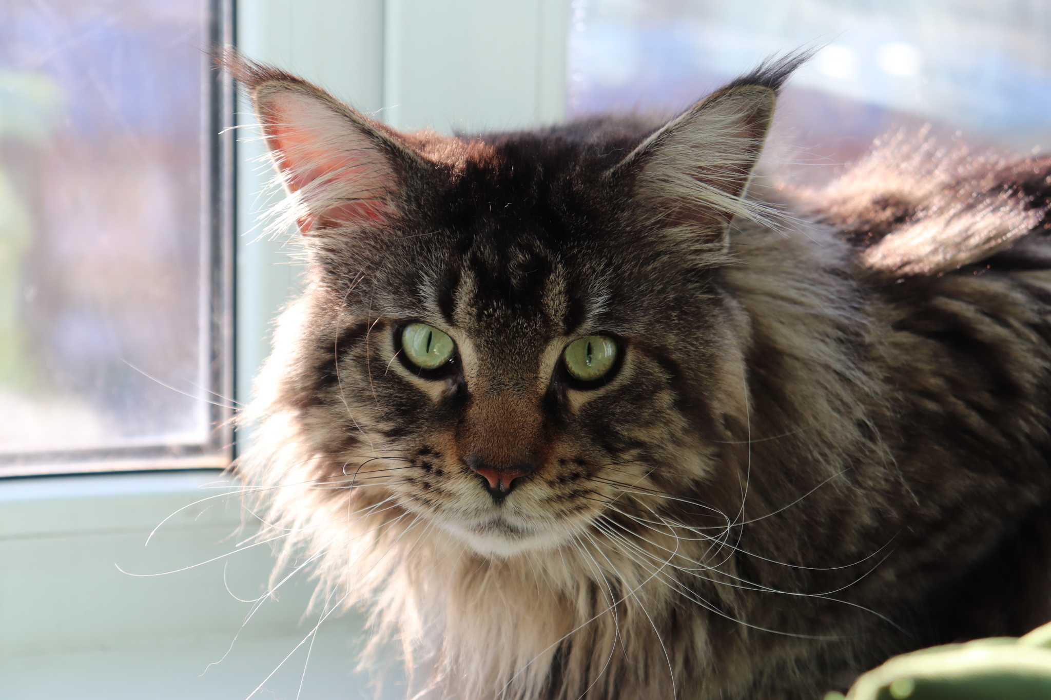 Wonderful guy Phil, went to heaven today - My, cat, Maine Coon, Death, Pets, Negative