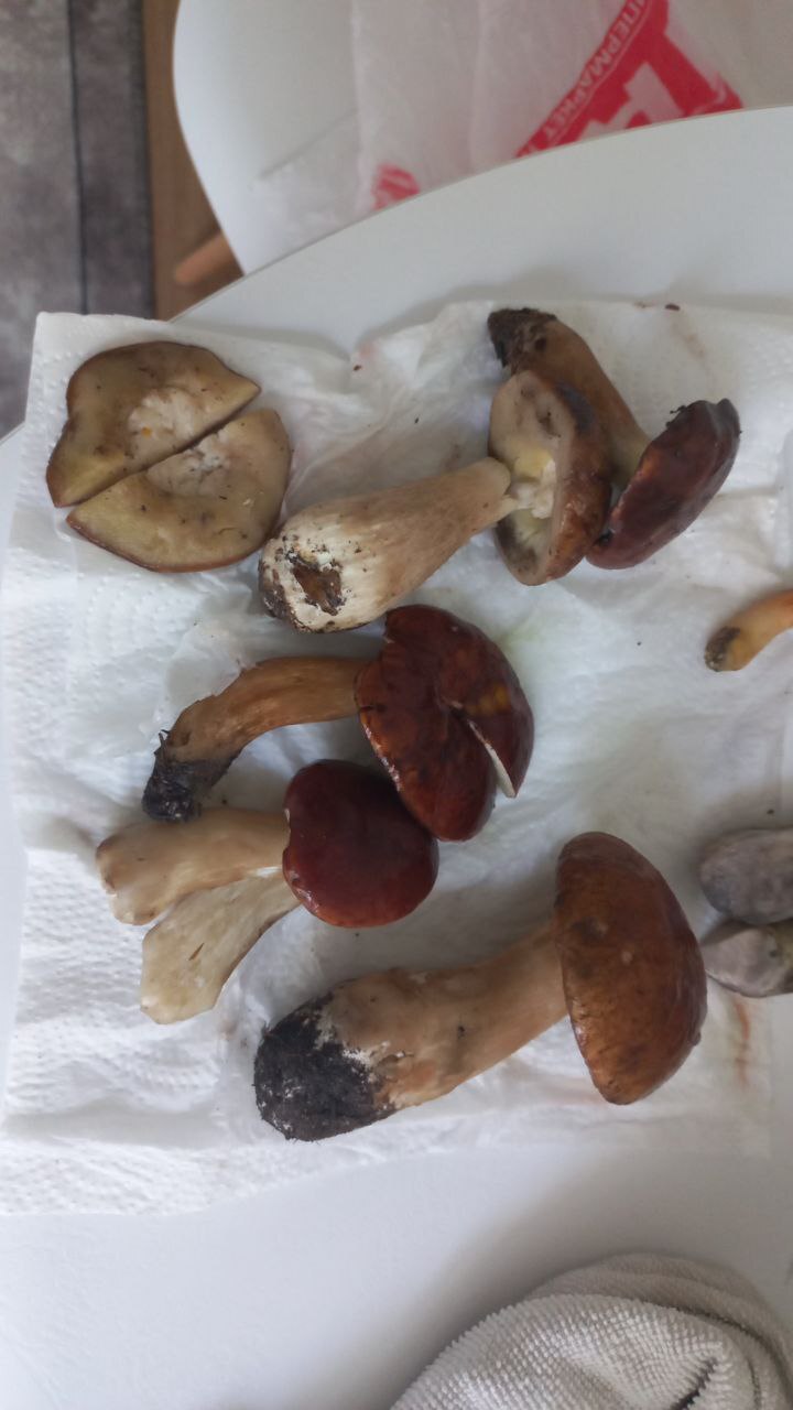 Tell me what kind of mushrooms - Question, Ask Peekaboo, Longpost, Need advice