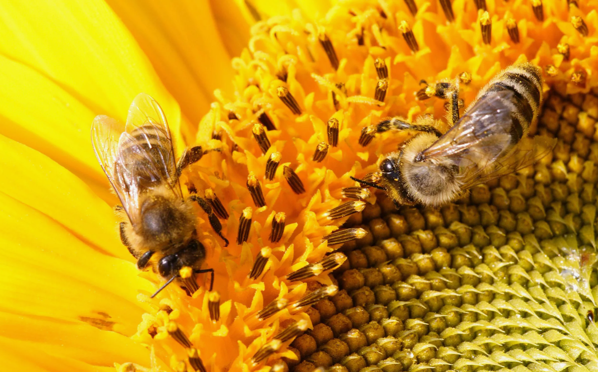 Perennial pestilence: What kind of crisis is happening to bees in Bashkiria? Let's try to figure it out - Bees, Pestilence, Insects, Animals, Yandex Zen, Yandex Zen (link), Longpost