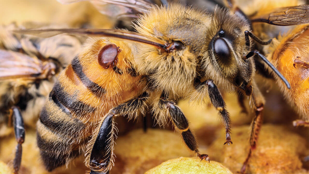 Perennial pestilence: What kind of crisis is happening to bees in Bashkiria? Let's try to figure it out - Bees, Pestilence, Insects, Animals, Yandex Zen, Yandex Zen (link), Longpost