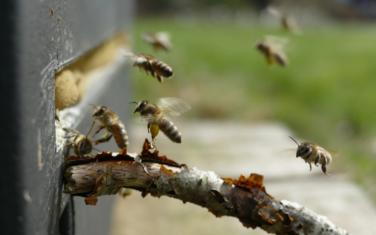 Perennial pestilence: What kind of crisis is happening to bees in Bashkiria? Let's try to figure it out - Bees, Pestilence, Insects, Animals, Yandex Zen, Yandex Zen (link), Longpost