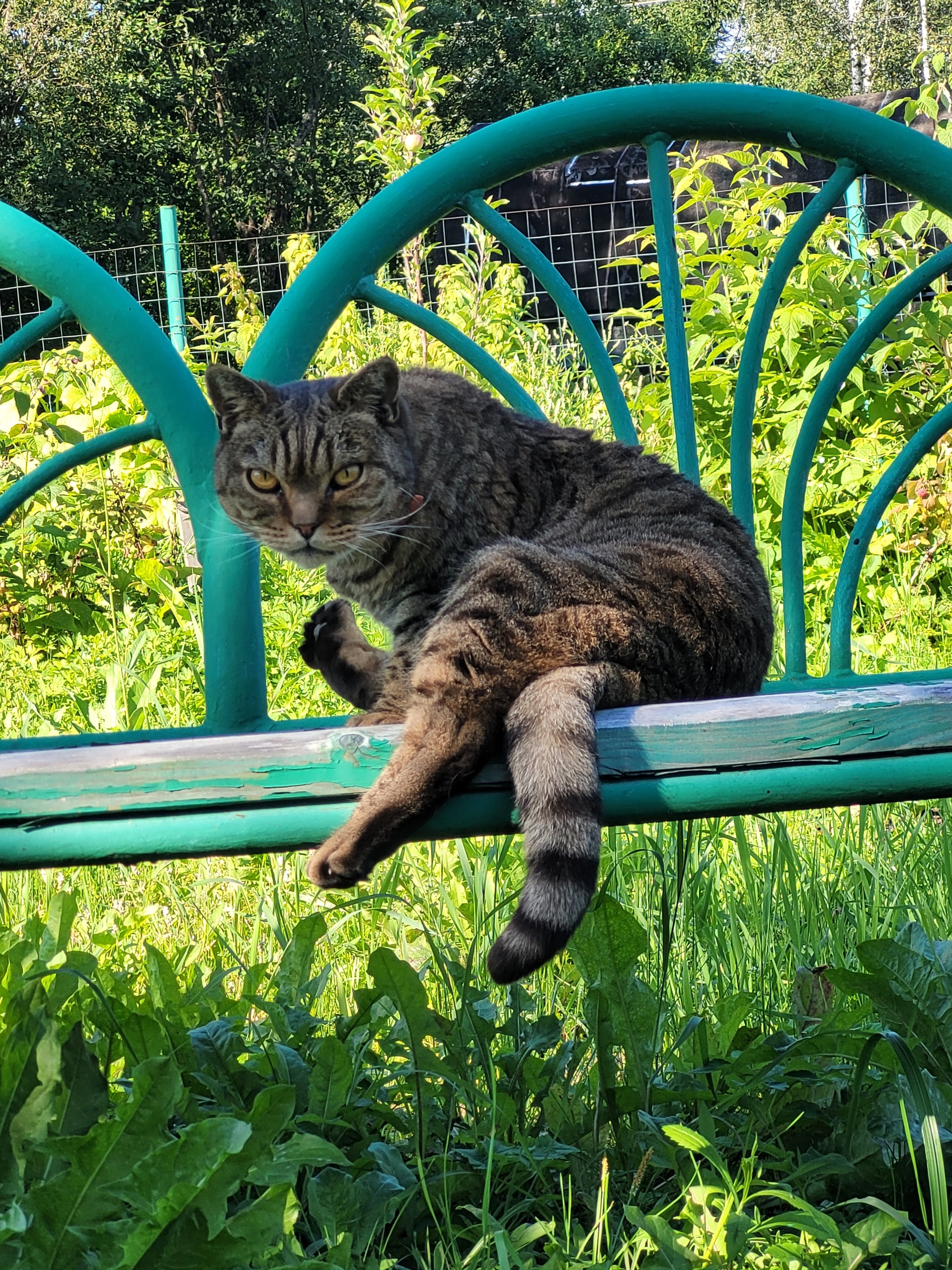 I'm watching you! - My, cat, Watching me, The photo