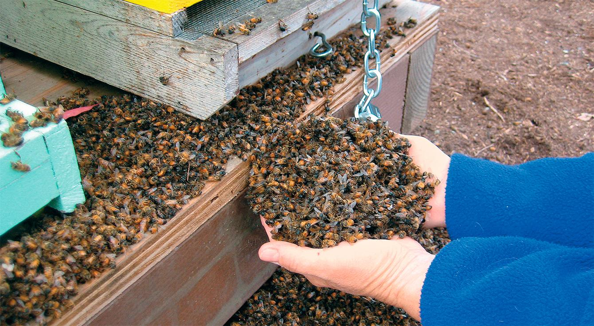 Perennial pestilence: What kind of crisis is happening to bees in Bashkiria? Let's try to figure it out - Bees, Pestilence, Insects, Animals, Yandex Zen, Yandex Zen (link), Longpost