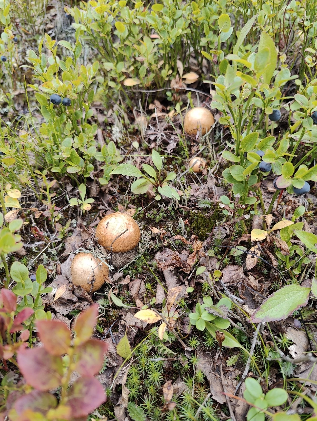 Lots of mushrooms&lots of coffins - My, Mushrooms, Forest, Longpost