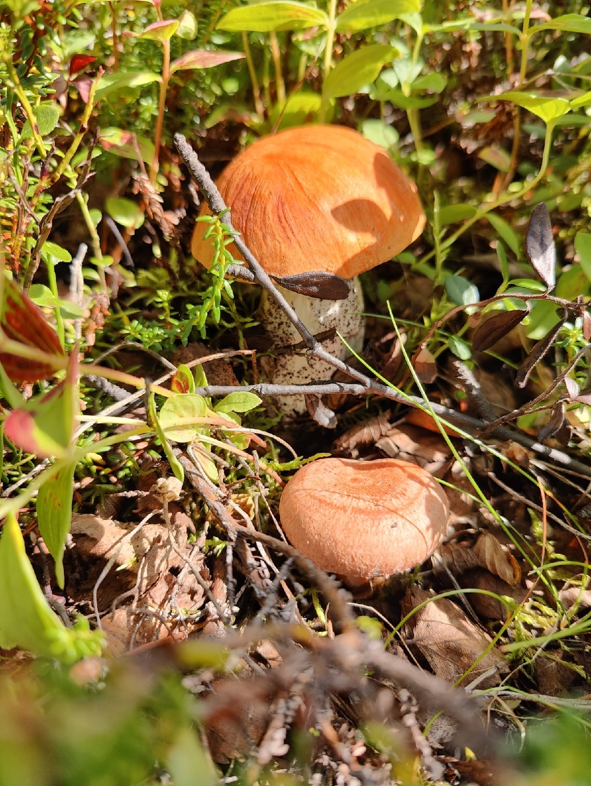 Lots of mushrooms&lots of coffins - My, Mushrooms, Forest, Longpost