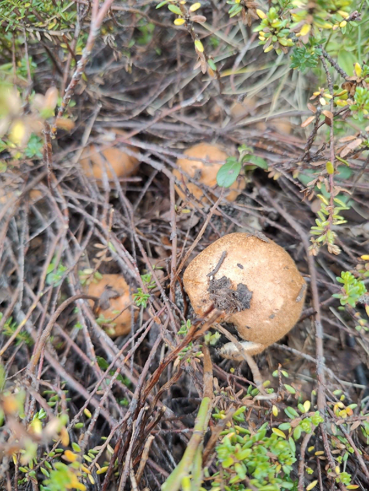 Lots of mushrooms&lots of coffins - My, Mushrooms, Forest, Longpost