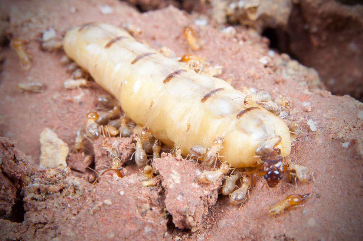 Termite Mother: She is huge, lives 50 years and gives birth every 10 seconds. Facts about the Queen of the Swarm - Termites, Female, Insects, Animals, Wild animals, Yandex Zen, Yandex Zen (link), Longpost