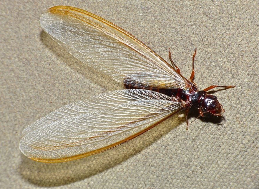 Termite Mother: She is huge, lives 50 years and gives birth every 10 seconds. Facts about the Queen of the Swarm - Termites, Female, Insects, Animals, Wild animals, Yandex Zen, Yandex Zen (link), Longpost