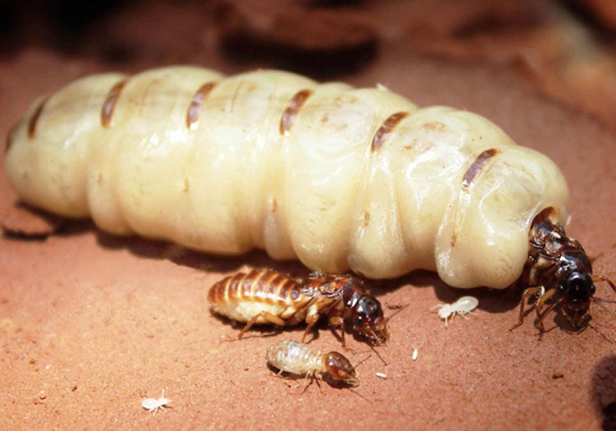 Termite Mother: She is huge, lives 50 years and gives birth every 10 seconds. Facts about the Queen of the Swarm - Termites, Female, Insects, Animals, Wild animals, Yandex Zen, Yandex Zen (link), Longpost