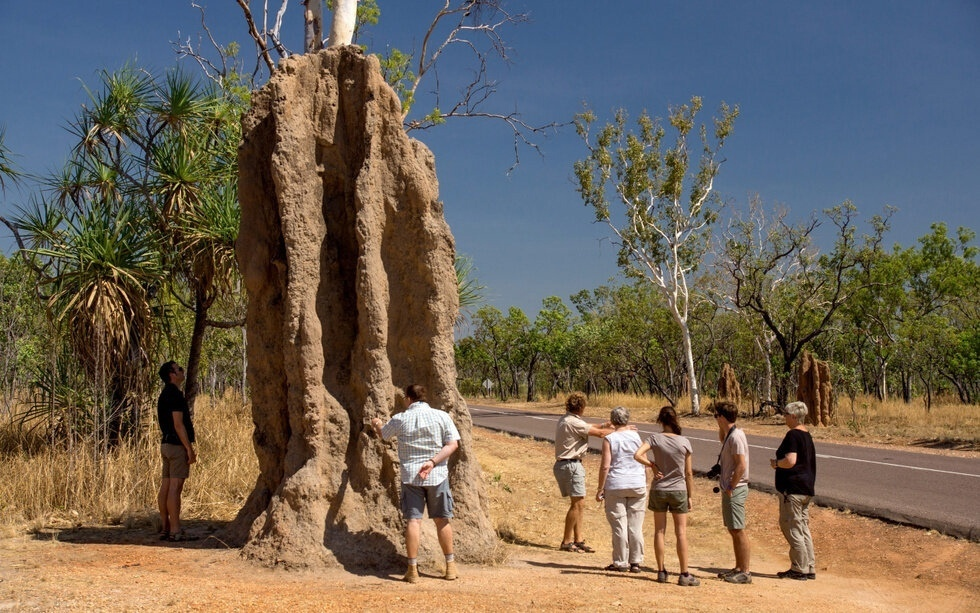 Termite Mother: She is huge, lives 50 years and gives birth every 10 seconds. Facts about the Queen of the Swarm - Termites, Female, Insects, Animals, Wild animals, Yandex Zen, Yandex Zen (link), Longpost