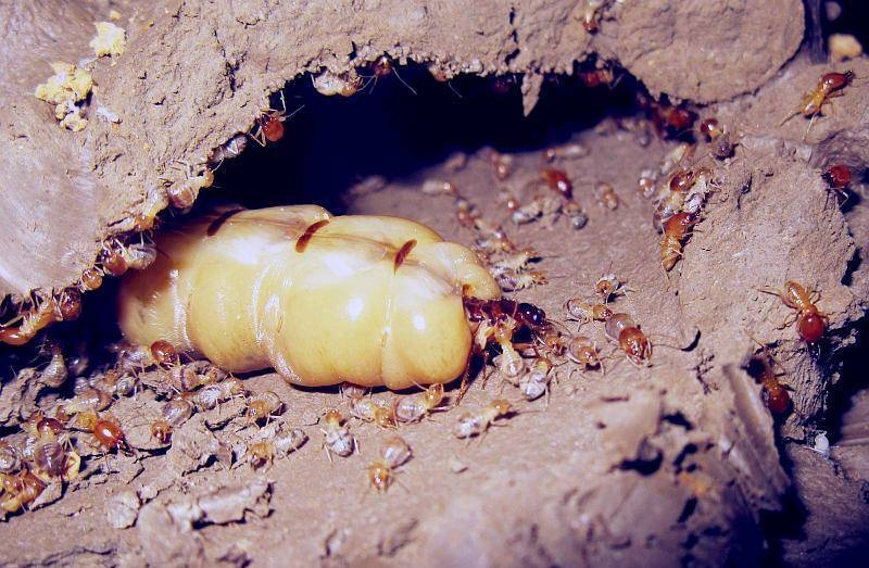 Termite Mother: She is huge, lives 50 years and gives birth every 10 seconds. Facts about the Queen of the Swarm - Termites, Female, Insects, Animals, Wild animals, Yandex Zen, Yandex Zen (link), Longpost