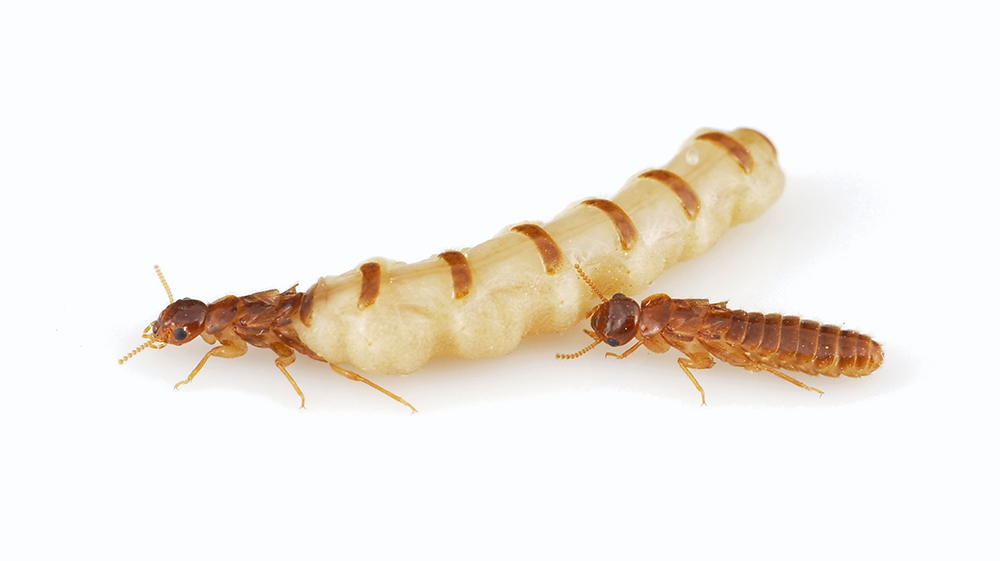 Termite Mother: She is huge, lives 50 years and gives birth every 10 seconds. Facts about the Queen of the Swarm - Termites, Female, Insects, Animals, Wild animals, Yandex Zen, Yandex Zen (link), Longpost