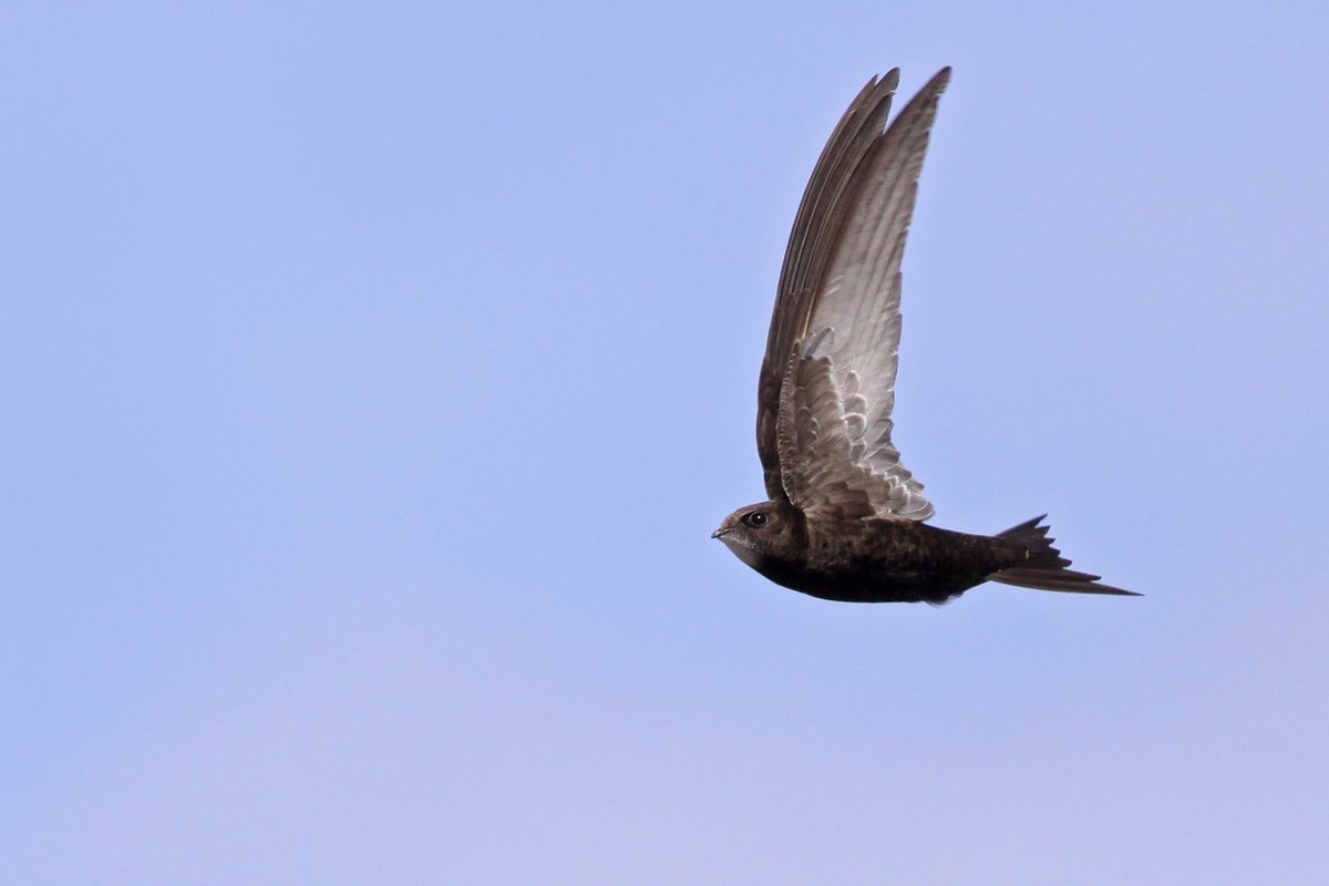 “Thickets” of swifts: A rare and unique phenomenon of the animal world. What are they doing? - Swift, Birds, Animals, Wild animals, Yandex Zen, Yandex Zen (link), Longpost