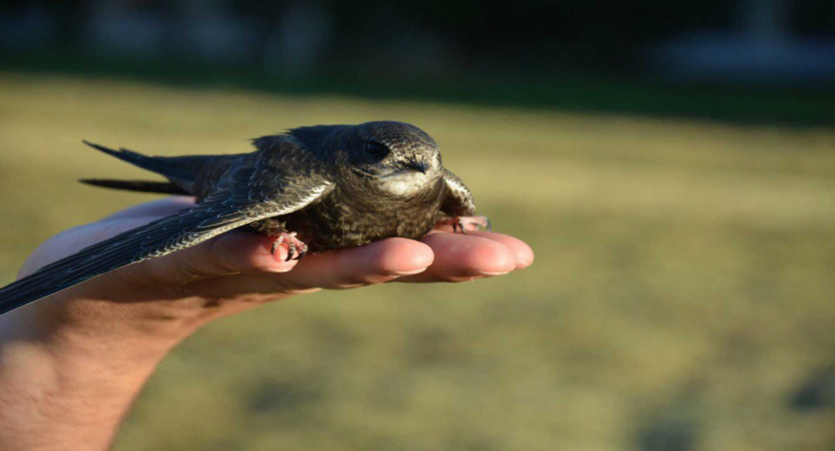 “Thickets” of swifts: A rare and unique phenomenon of the animal world. What are they doing? - Swift, Birds, Animals, Wild animals, Yandex Zen, Yandex Zen (link), Longpost