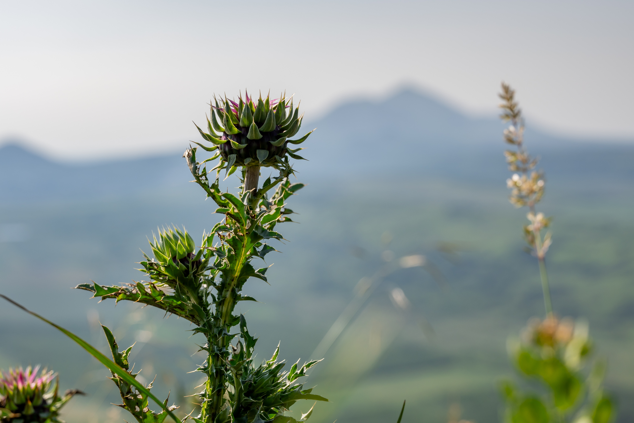 Mount Camel, Kavminvody - My, The mountains, Caucasus mountains, Caucasian Mineral Waters, Tourism, Mountain tourism, Longpost