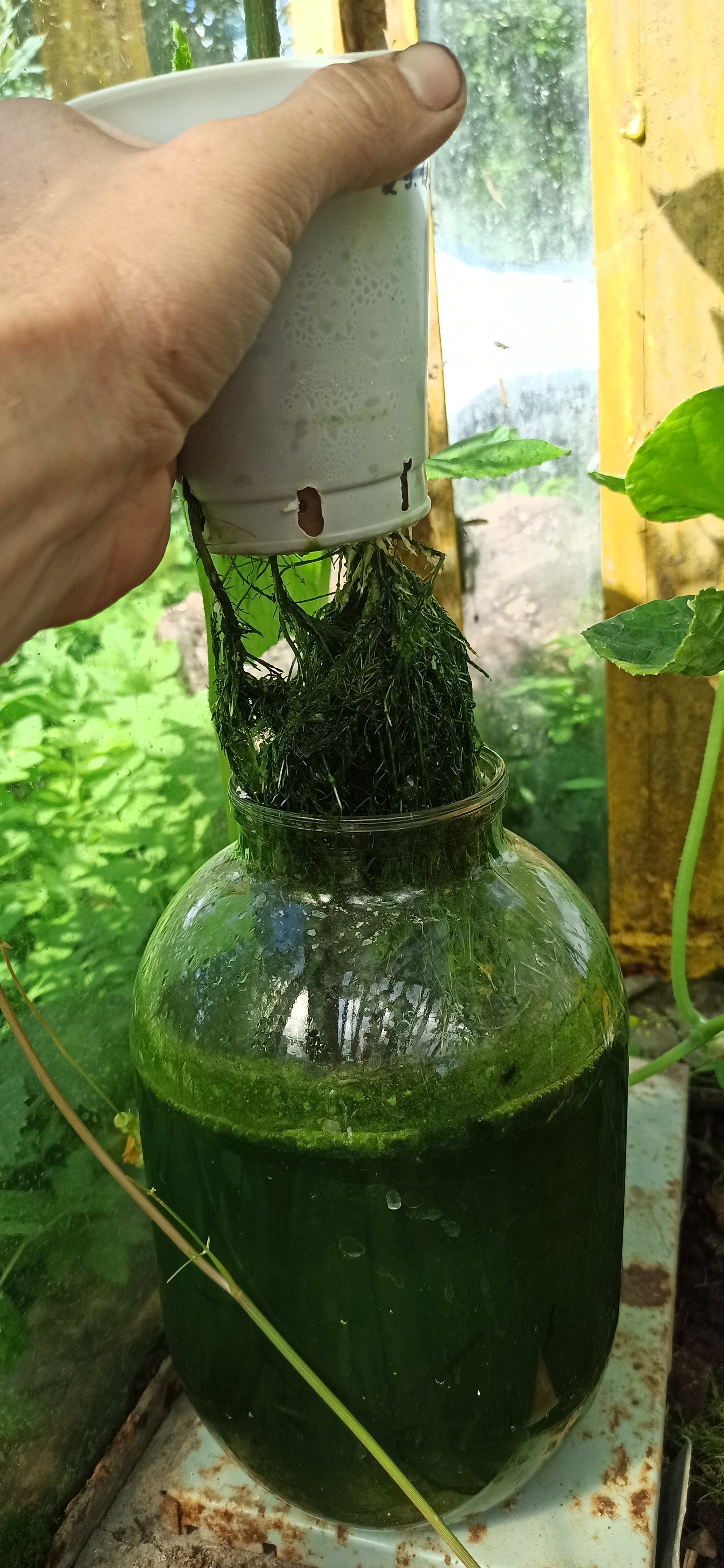 Opacity of containers in hydroponics - My, Hydroponics, Seaweed, Longpost