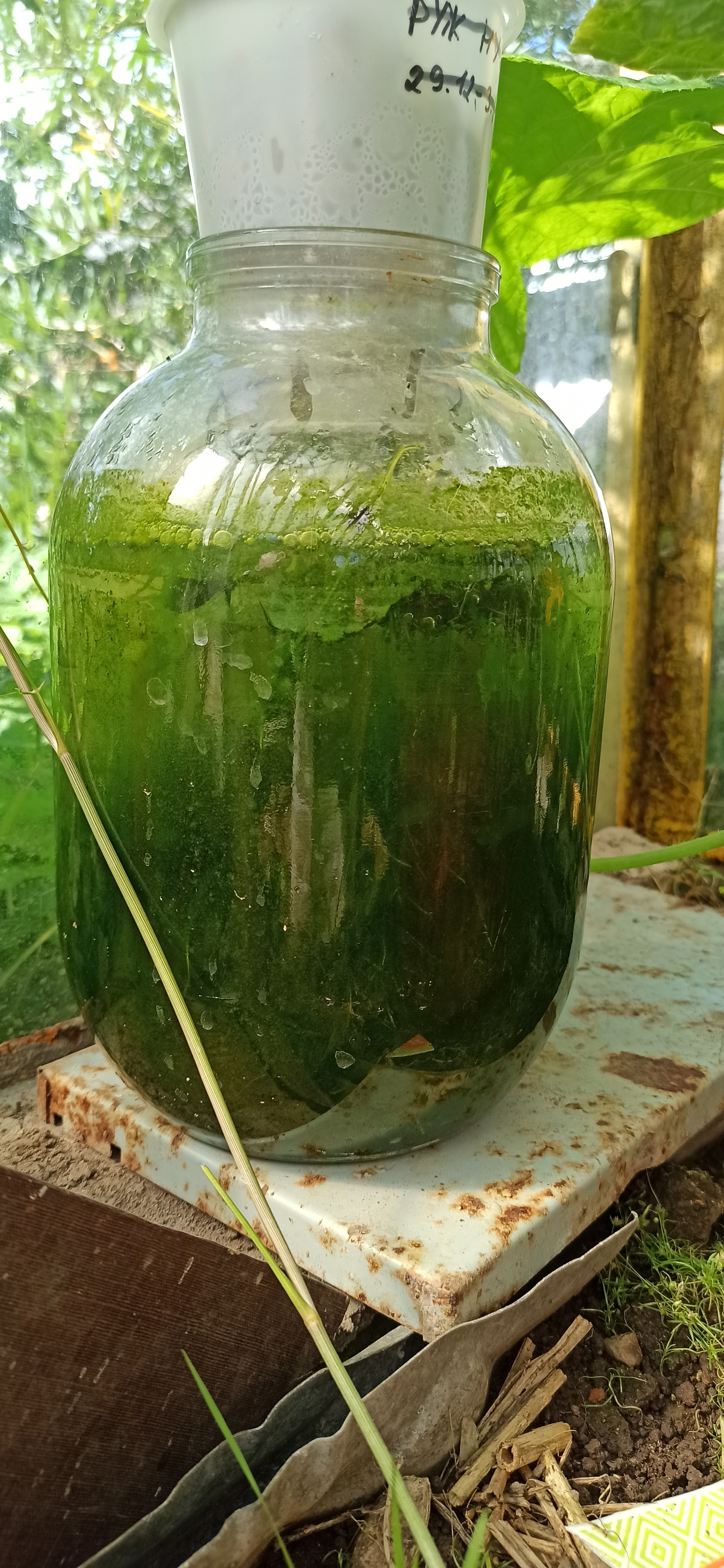 Opacity of containers in hydroponics - My, Hydroponics, Seaweed, Longpost