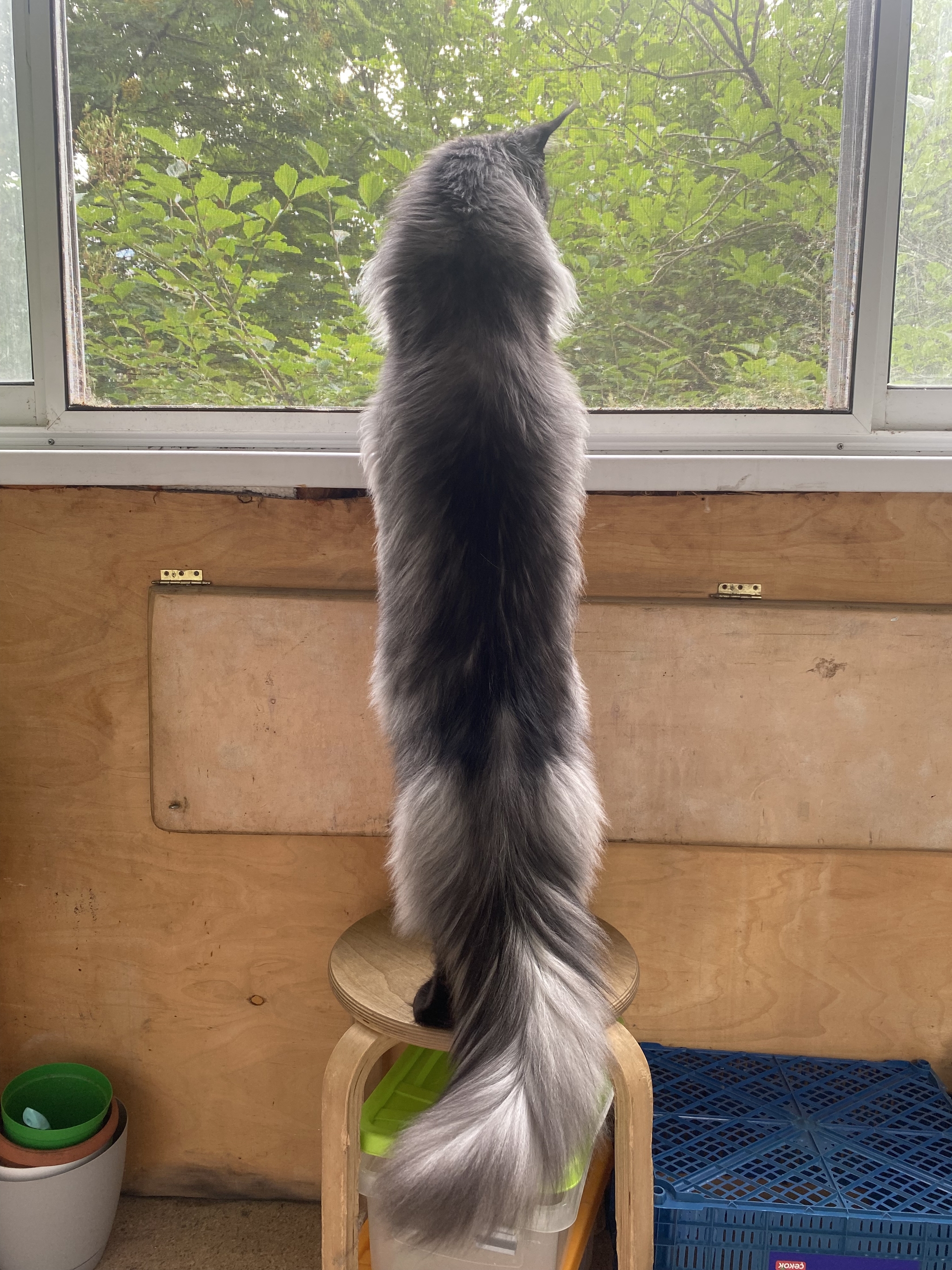 Maine Coon - My, Maine Coon, cat, Longpost, The photo