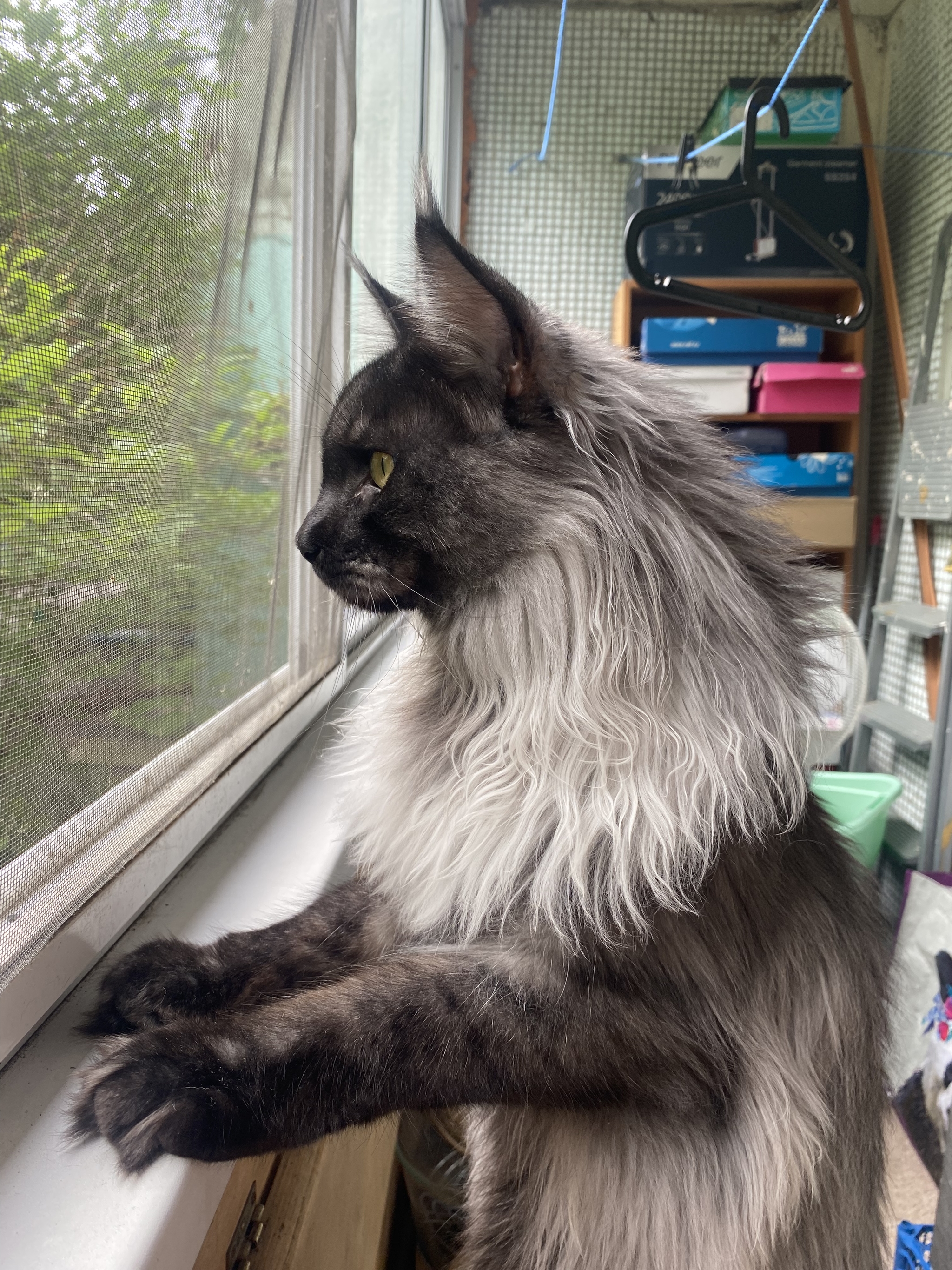 Maine Coon - My, Maine Coon, cat, Longpost, The photo