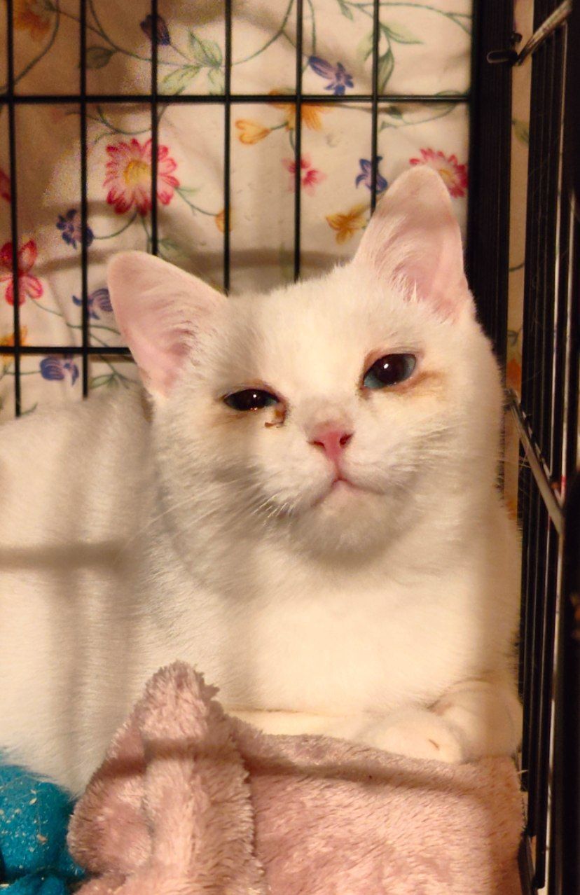 I finally found a suitable bed for the deaf kitten from hell's barn. Look how happy she is - My, cat, Vertical video, Kittens, The rescue, Munchkin, Deafness, Video, Longpost