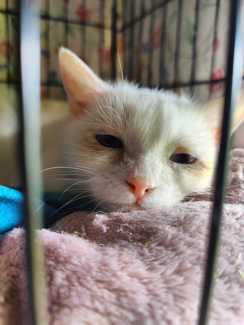 I finally found a suitable bed for the deaf kitten from hell's barn. Look how happy she is - My, cat, Vertical video, Kittens, The rescue, Munchkin, Deafness, Video, Longpost