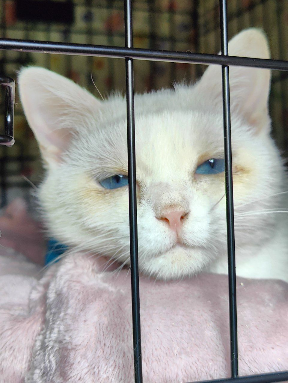 I finally found a suitable bed for the deaf kitten from hell's barn. Look how happy she is - My, cat, Vertical video, Kittens, The rescue, Munchkin, Deafness, Video, Longpost