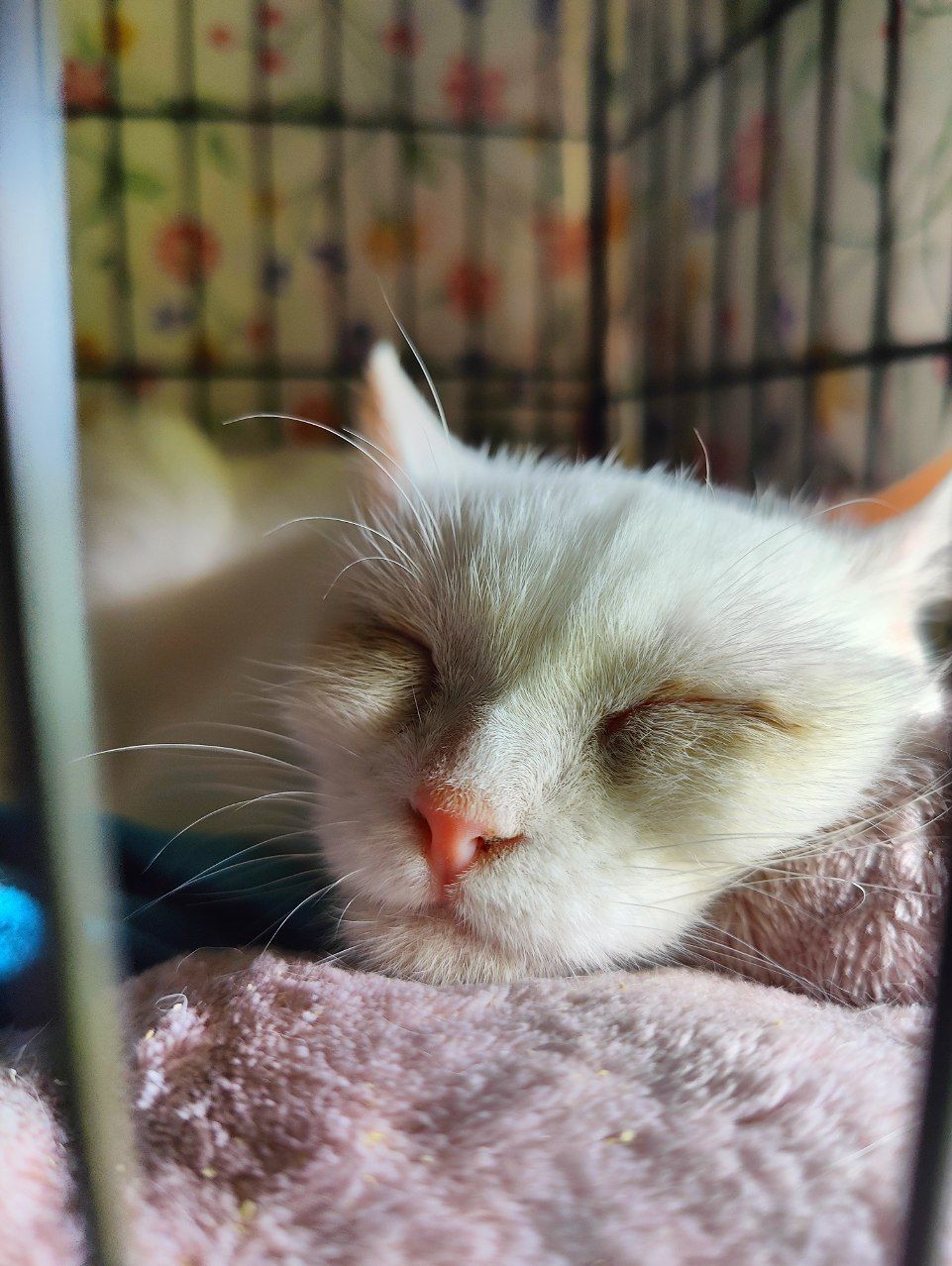 I finally found a suitable bed for the deaf kitten from hell's barn. Look how happy she is - My, cat, Vertical video, Kittens, The rescue, Munchkin, Deafness, Video, Longpost