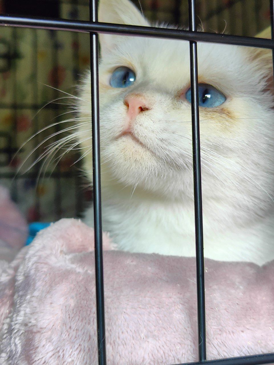 I finally found a suitable bed for the deaf kitten from hell's barn. Look how happy she is - My, cat, Vertical video, Kittens, The rescue, Munchkin, Deafness, Video, Longpost