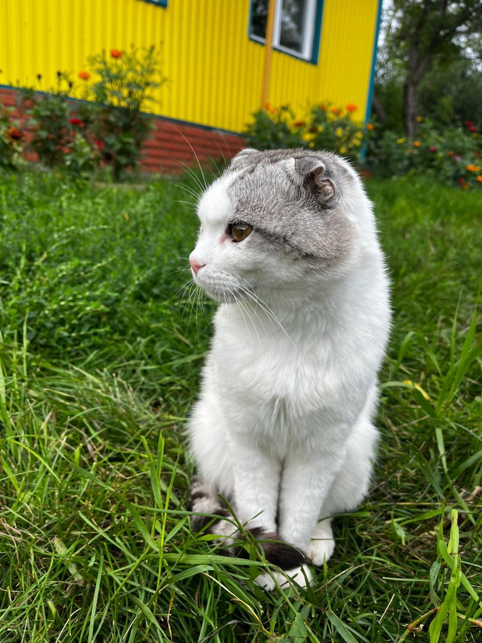 His name is Cosmos - cat, Pets, The photo