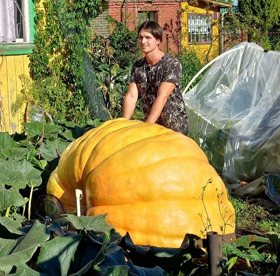 Giant Pumpkin Summary for 08/10/2024 - My, Gardening, Garden, Plants, Garden, Pumpkin, Vegetables, Longpost, Giants