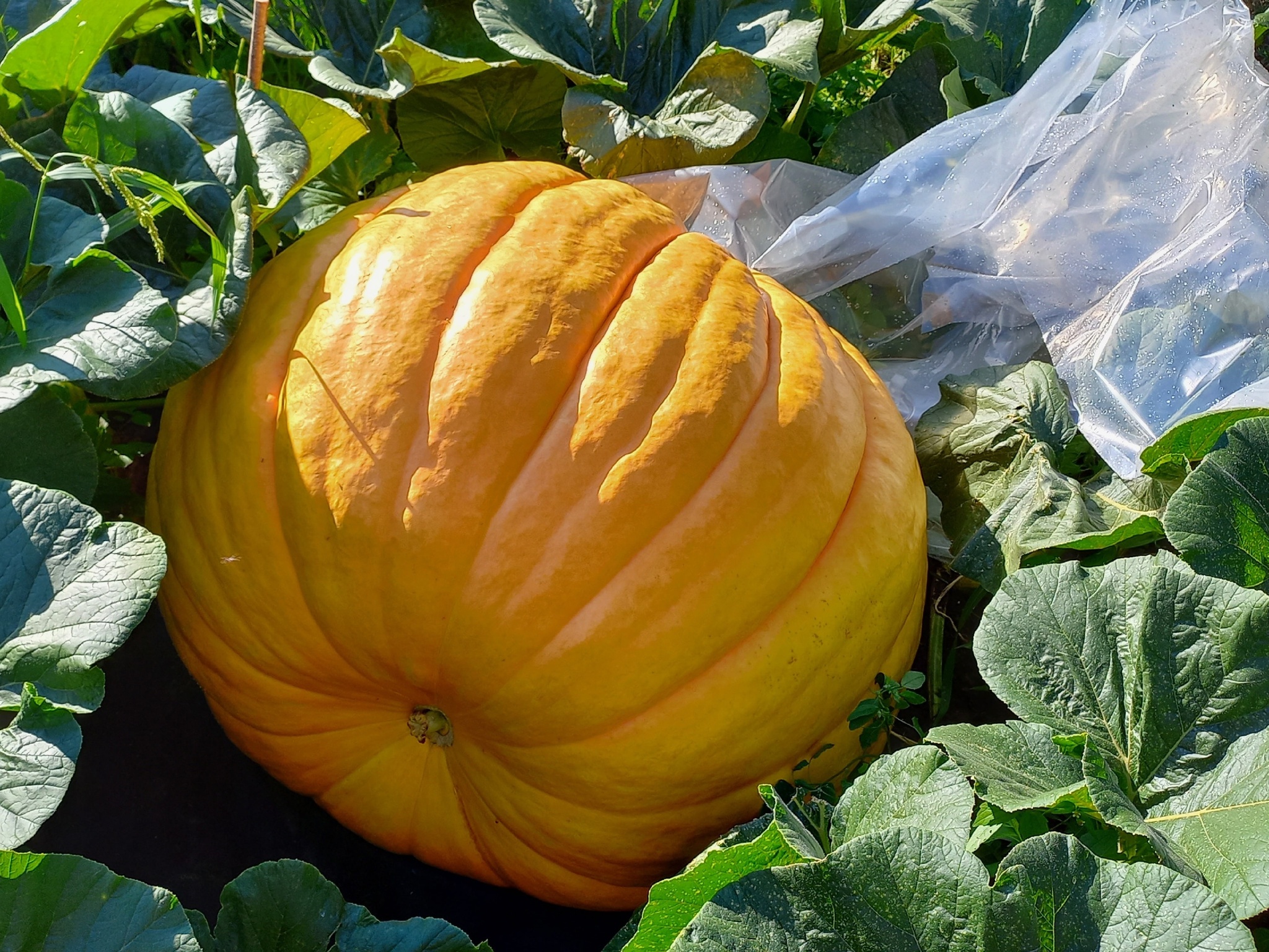 Giant Pumpkin Summary for 08/10/2024 - My, Gardening, Garden, Plants, Garden, Pumpkin, Vegetables, Longpost, Giants