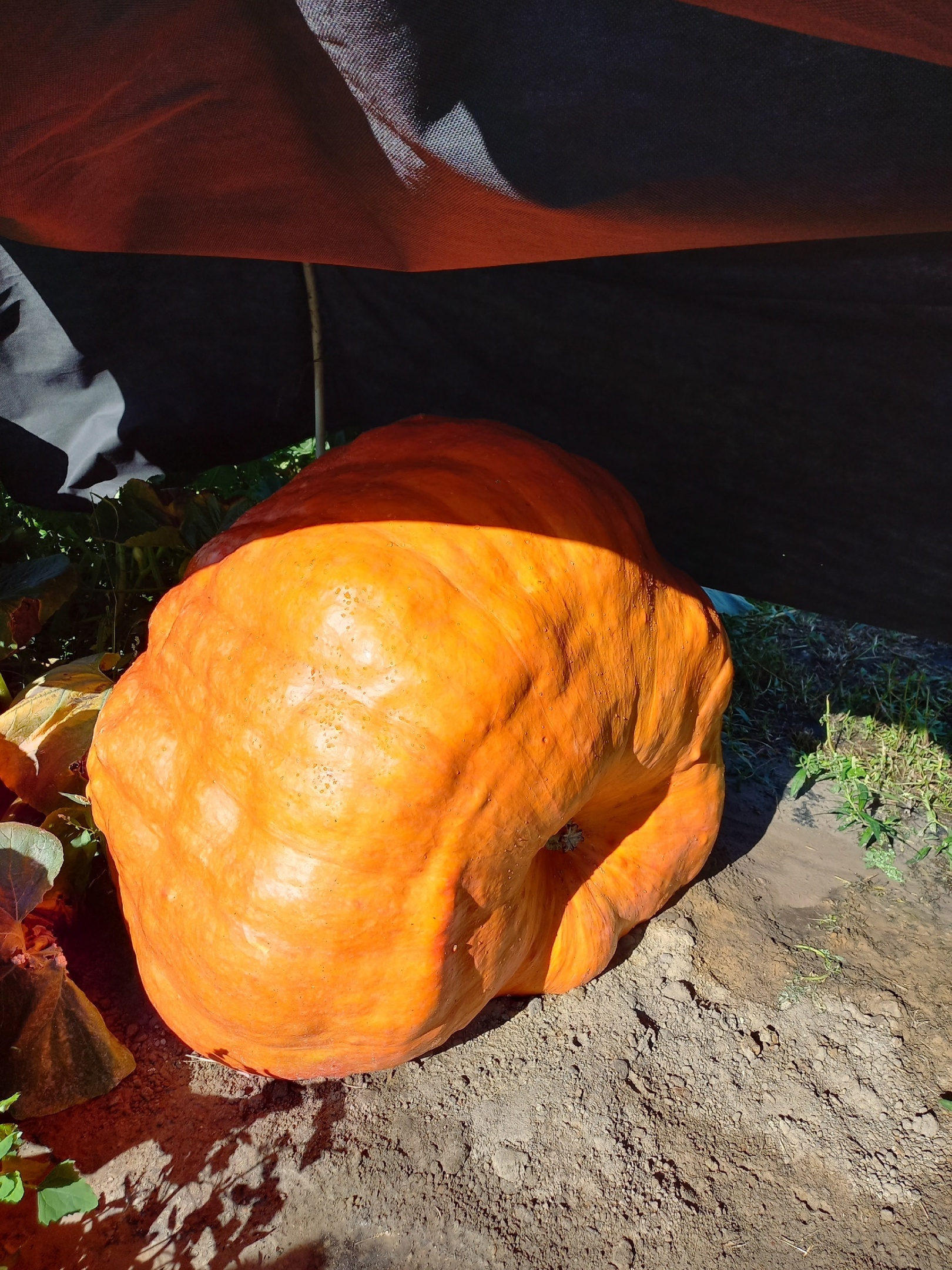 Giant Pumpkin Summary for 08/10/2024 - My, Gardening, Garden, Plants, Garden, Pumpkin, Vegetables, Longpost, Giants