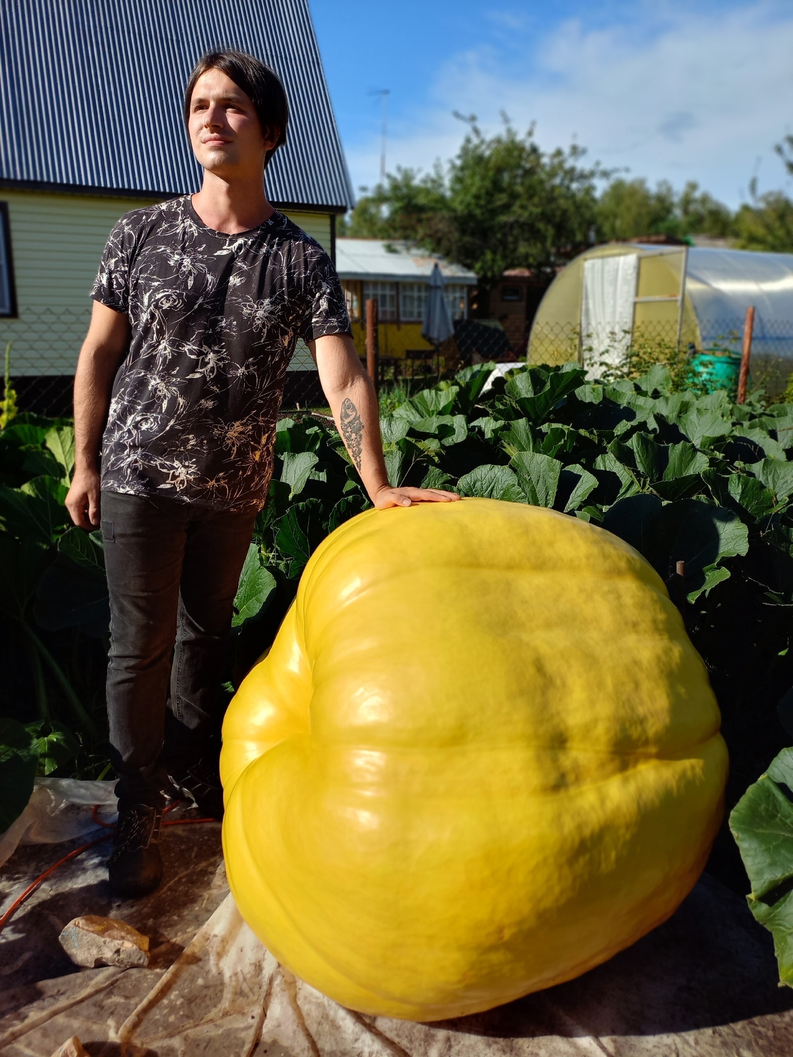 Giant Pumpkin Summary for 08/10/2024 - My, Gardening, Garden, Plants, Garden, Pumpkin, Vegetables, Longpost, Giants