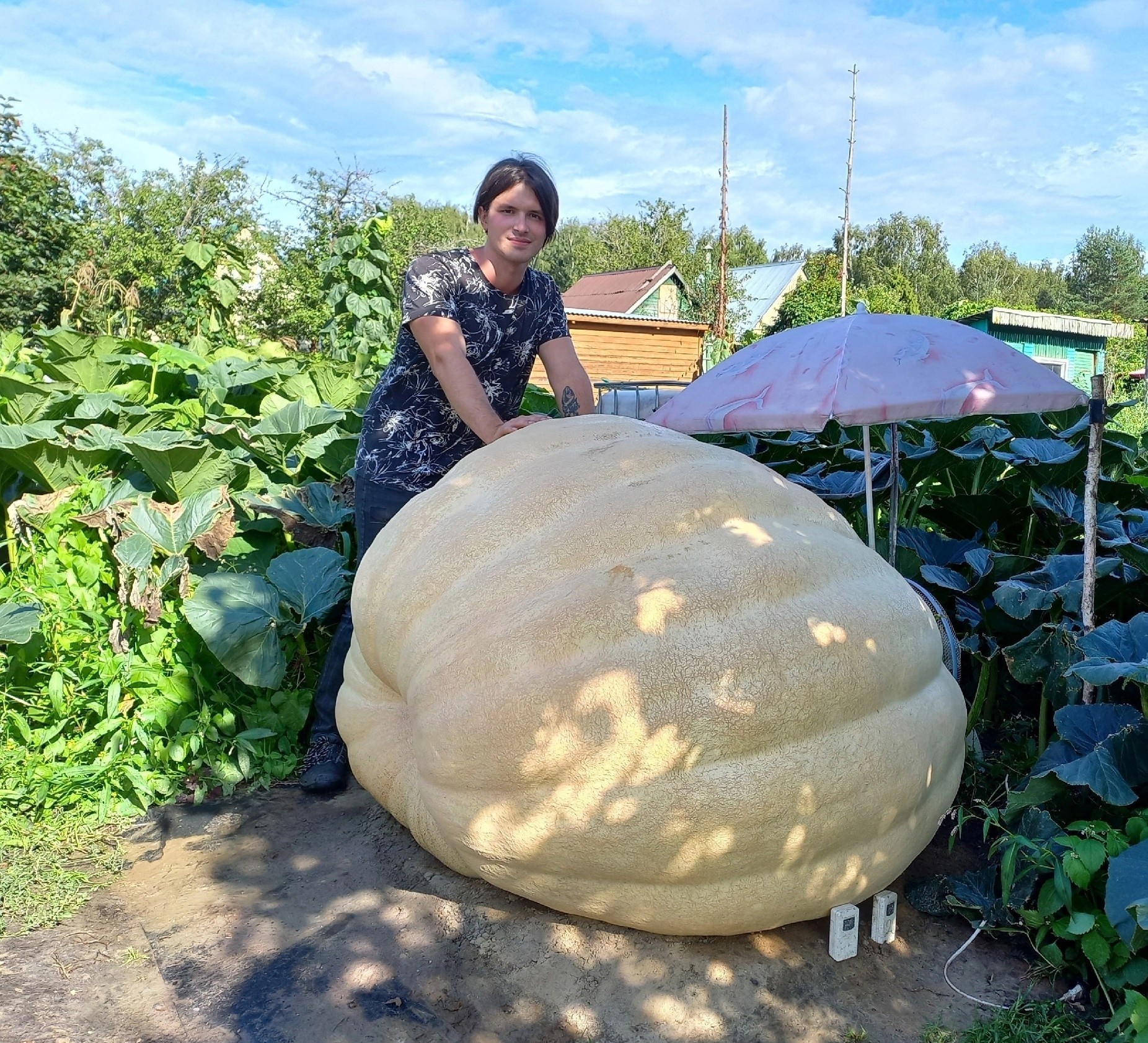 Giant Pumpkin Summary for 08/10/2024 - My, Gardening, Garden, Plants, Garden, Pumpkin, Vegetables, Longpost, Giants