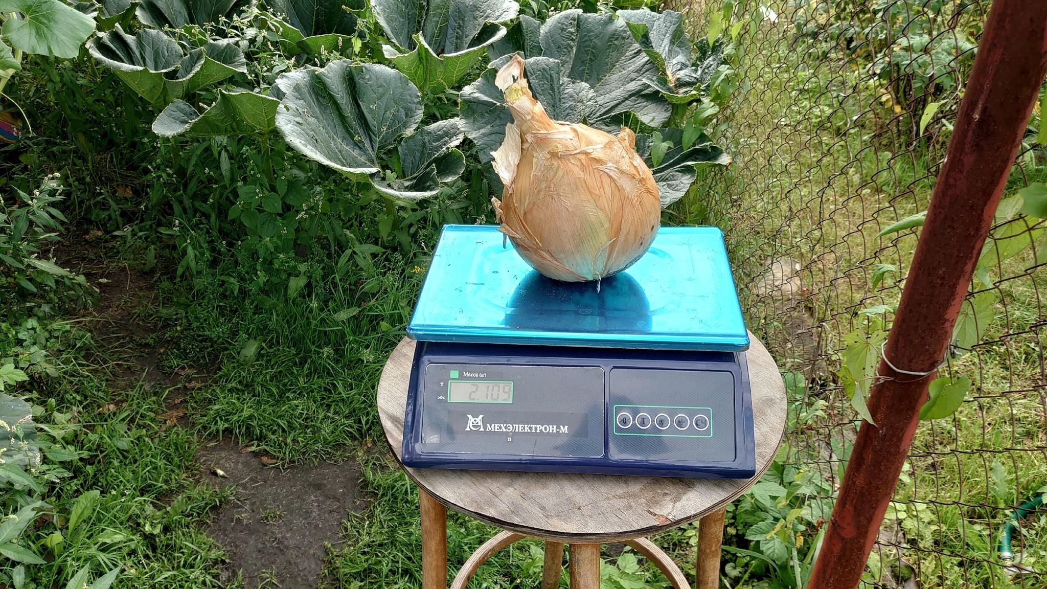 Giant Pumpkin Summary for 08/10/2024 - My, Gardening, Garden, Plants, Garden, Pumpkin, Vegetables, Longpost, Giants