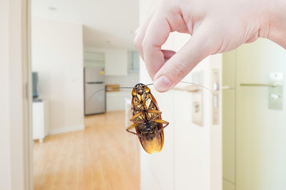 What insects are most often found in apartments and how to deal with them: expert experience and more - My, Insect control, Disinsection, Cockroaches, Longpost