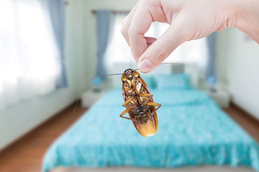 What insects are most often found in apartments and how to deal with them: expert experience and more - My, Insect control, Disinsection, Cockroaches, Longpost