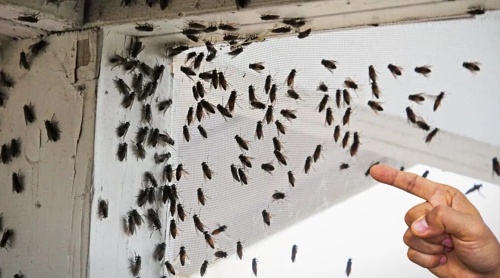 What insects are most often found in apartments and how to deal with them: expert experience and more - My, Insect control, Disinsection, Cockroaches, Longpost