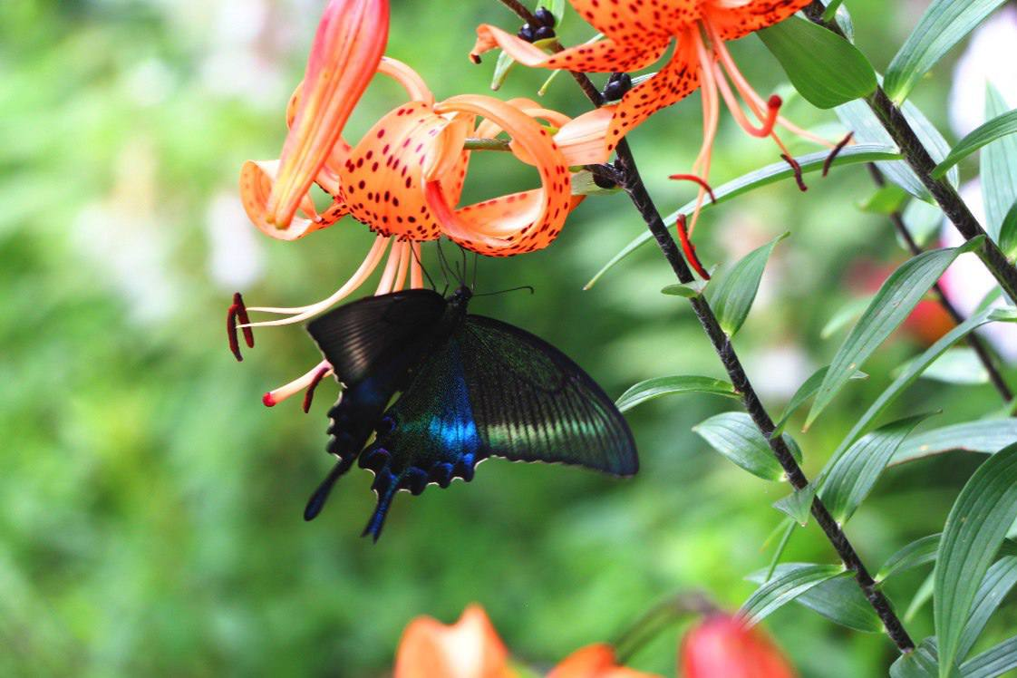 The largest day butterfly in Russia - Maaka sailboat, Butterfly, Arthropods, Insects, Large, Wild animals, National park, Land of the Leopard, Primorsky Krai, The photo, Telegram (link), Longpost