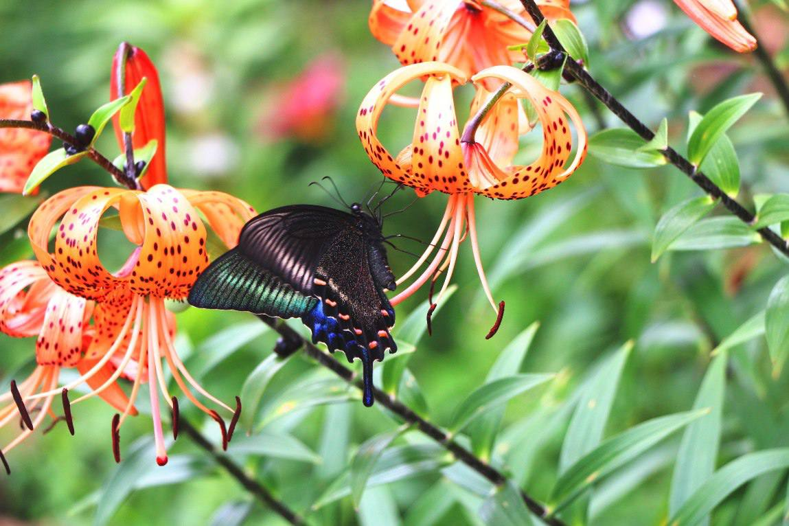 The largest day butterfly in Russia - Maaka sailboat, Butterfly, Arthropods, Insects, Large, Wild animals, National park, Land of the Leopard, Primorsky Krai, The photo, Telegram (link), Longpost