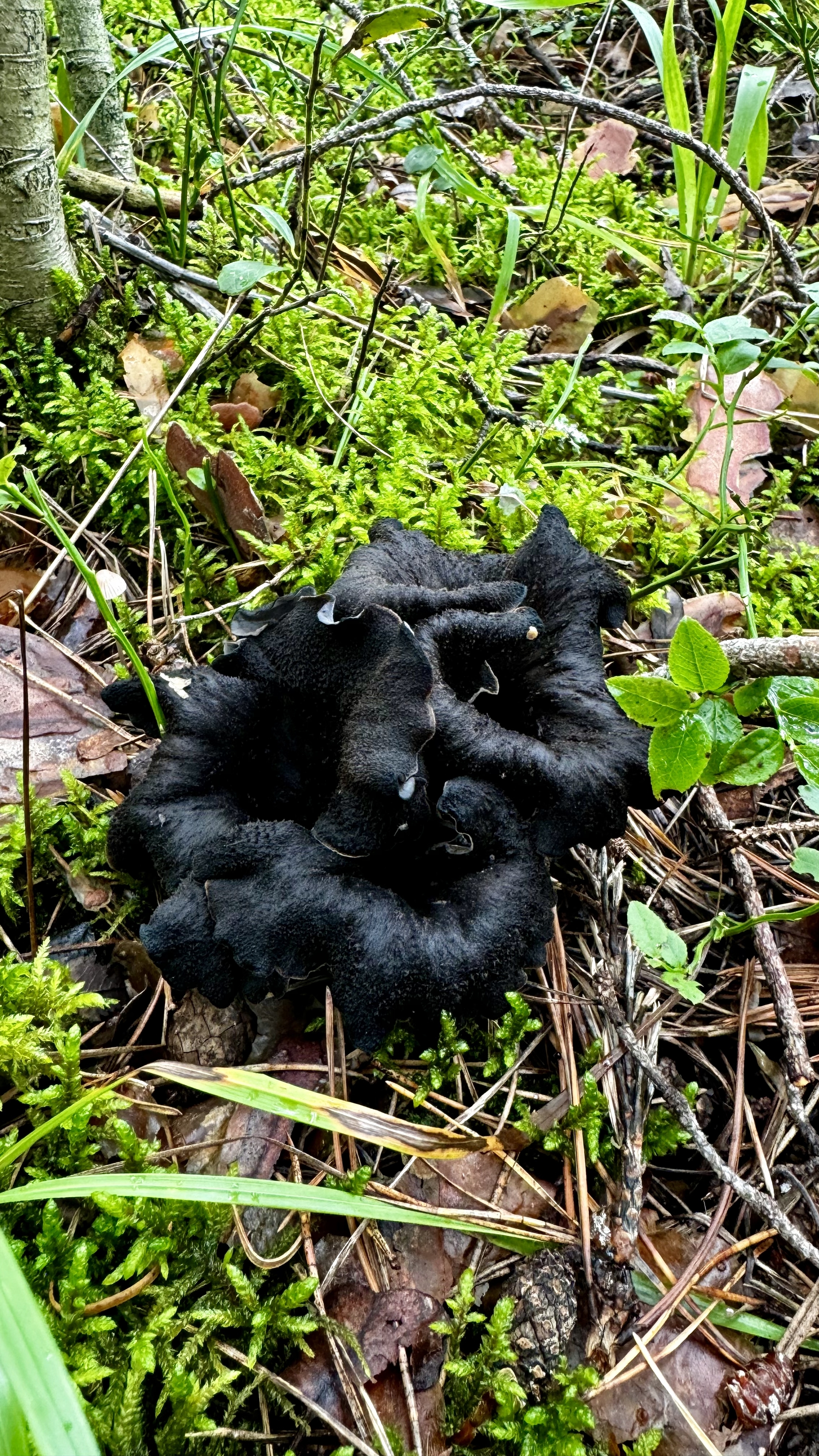 Silent hunt. Fellow tribesmen, for you! - My, Mushrooms, Silent hunt, Vladimir region, Longpost, The photo