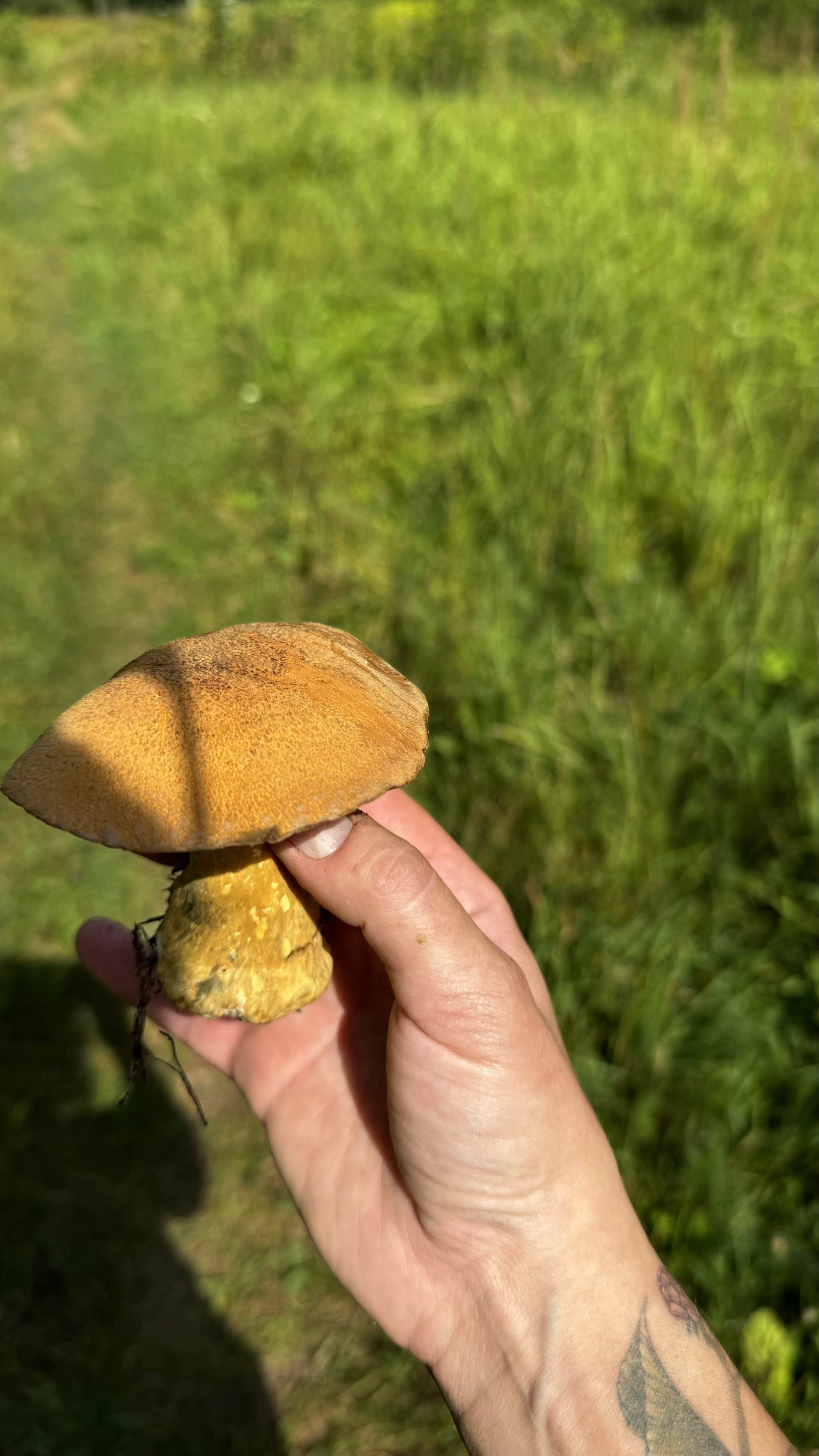 Silent hunt. Fellow tribesmen, for you! - My, Mushrooms, Silent hunt, Vladimir region, Longpost, The photo