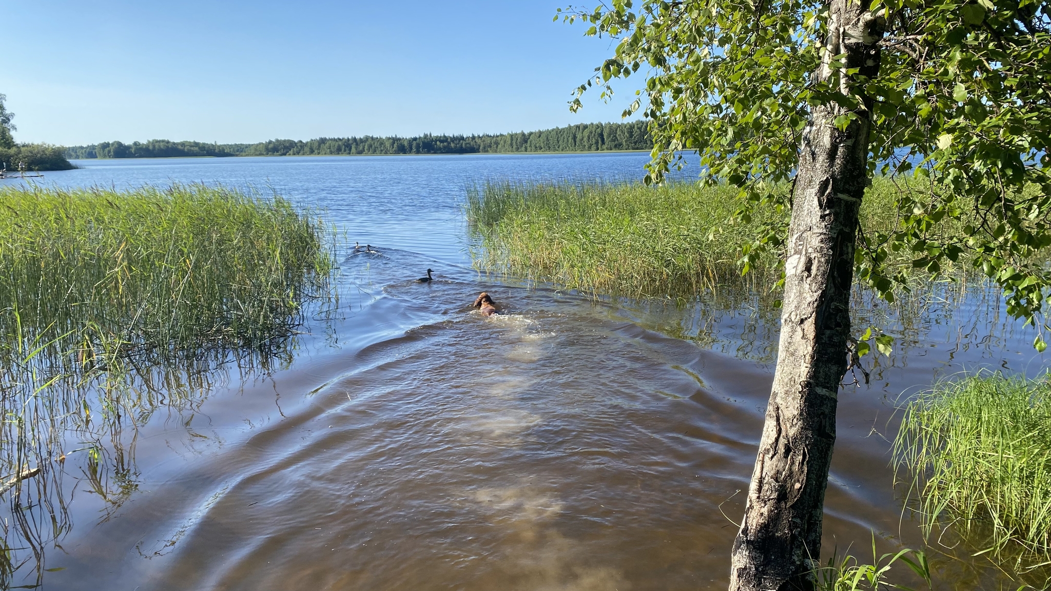 My dog ??can't swim - My, Dog, Lake, Duck, Ducklings, Life jacket, Video, Longpost